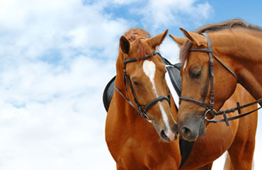 centre equestre morlaix